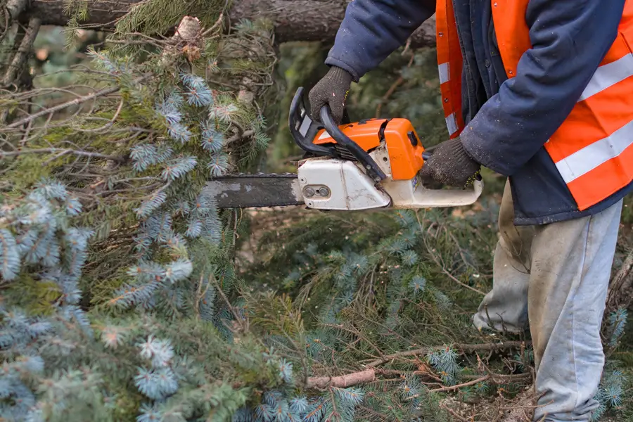 Expert Tree Removal Lagrange, GA Expert Tree Removal Lagrange, GA