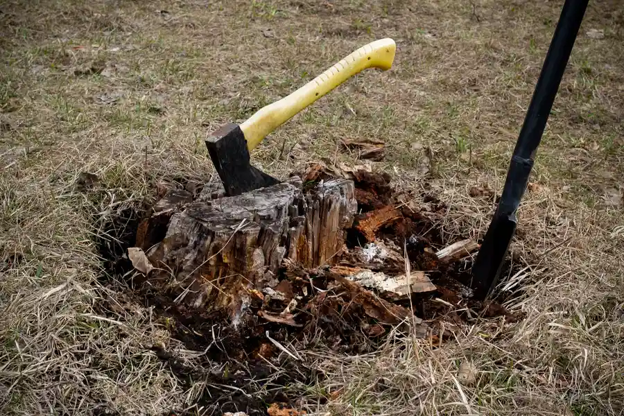 How To Determine If Stump Removal Is Right For Your Yard Lagrange, GA How To Determine If Stump Removal Is Right For Your Yard Lagrange, GA