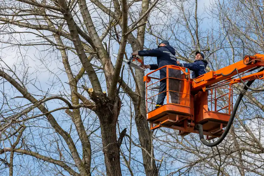 Professional Tree Removal Lagrange, GA Professional Tree Removal Lagrange, GA