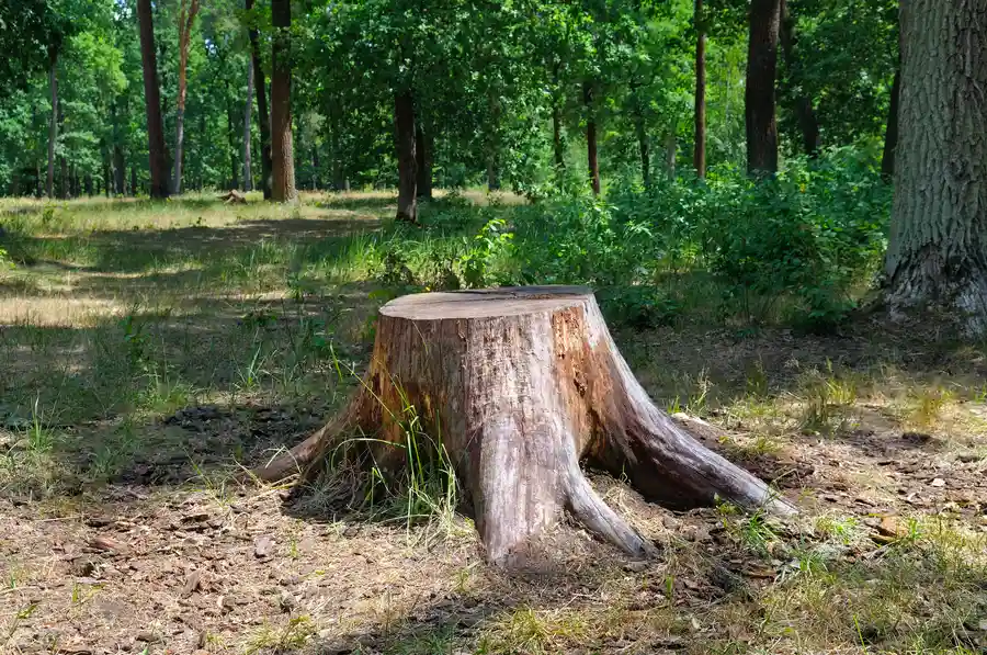 The Step-by-step Process Of Professional Stump Removal Lagrange, GA The Step-by-step Process Of Professional Stump Removal Lagrange, GA
