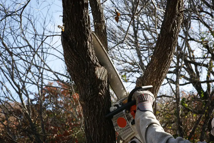 Understanding Permits For Tree Removal Services Lagrange, GA Understanding Permits For Tree Removal Services Lagrange, GA