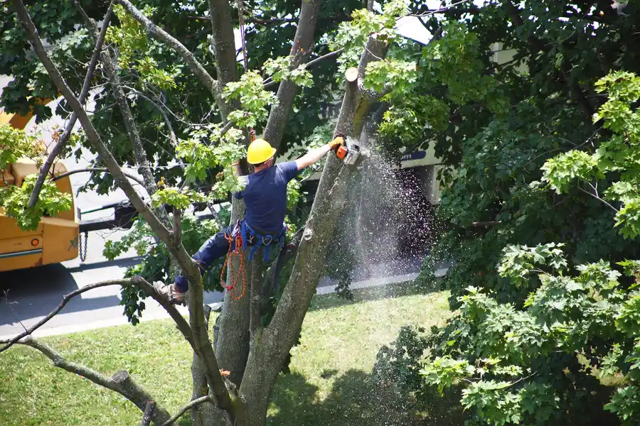 Understanding Permits For Tree Removal Services in Lagrange, GA Understanding Permits For Tree Removal Services in Lagrange, GA