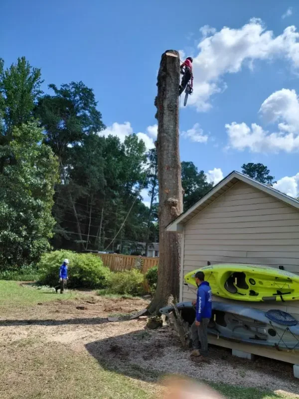 Tree Contractor Tree Contractor